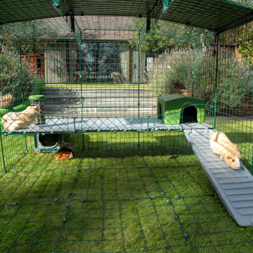 Guinea pig on sale garden run