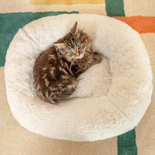 Georgie the kitten, weighing just over 1kg, loves the donut cushioning of the Maya cat bed.