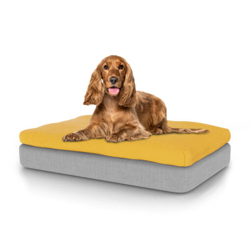 Dog sitting on medium Topology dog bed with bean bag topper