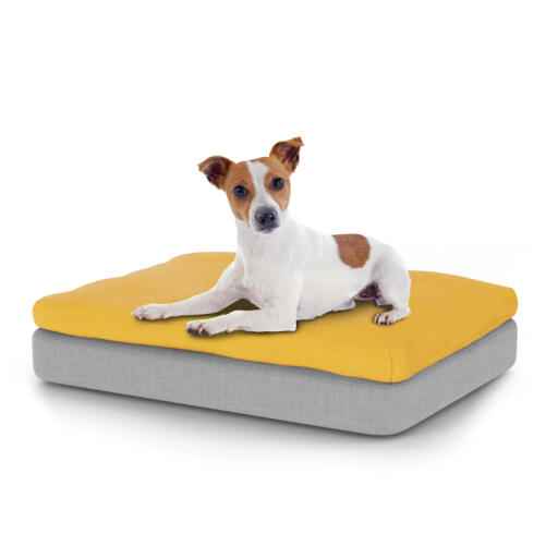 Dog sitting on small Topology dog bed with bean bag topper