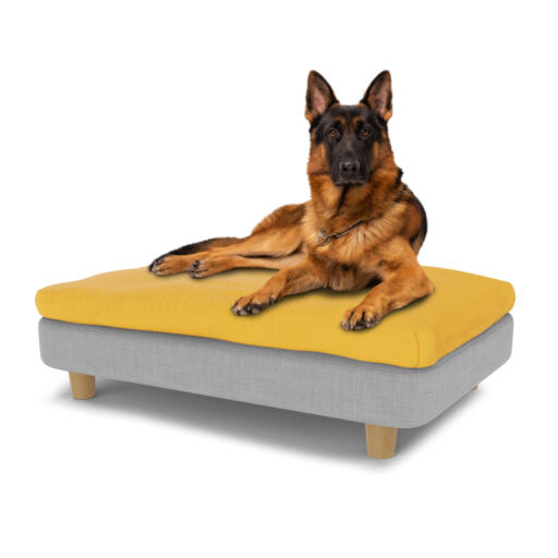 Dog sitting on large Topology memory foam dog bed with easy to clean beanbag topper and round wooden feet