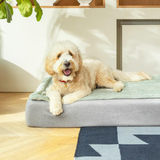 The top quality memory foam mattress base supports your dog while they are resting, moulding itself around the body for extra comfort.