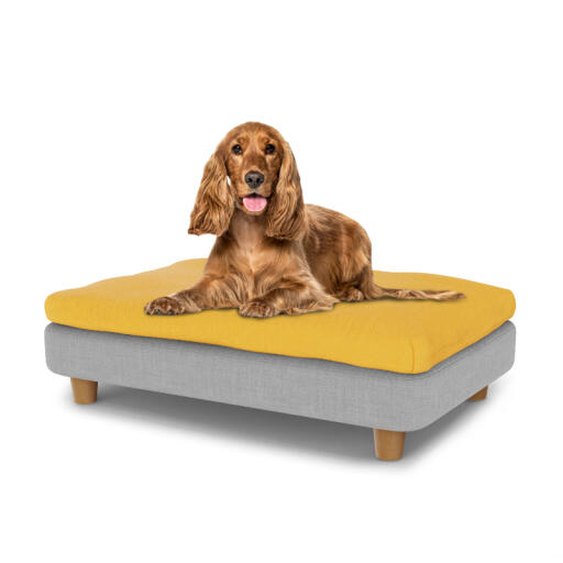 Small dog sitting on medium Topology dog bed with bean bag topper and round wooden feet