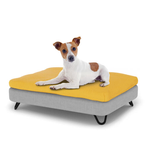 Dog sitting on a small Topology dog bed with beanbag topper and black metal hairpin feet