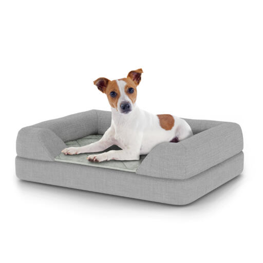 Dog sitting on small Topology dog bed with bolster topper