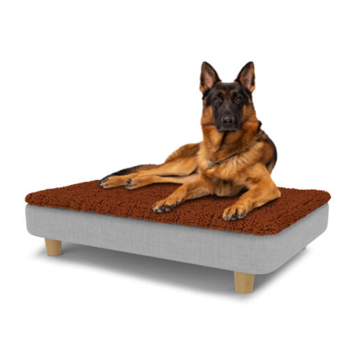 Dog sitting on a large Topology dog bed with microfiber topper and wooden round feet