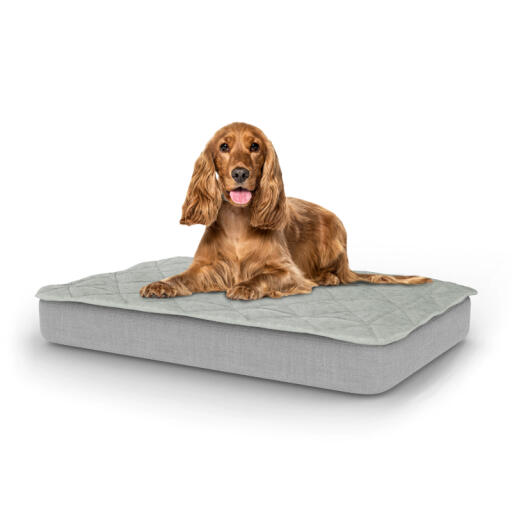 Dog sitting on medium Topology dog bed with quilted topper