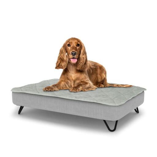 Dog sitting on a medium Topology dog bed with quilted topper and black metal hairpin feet