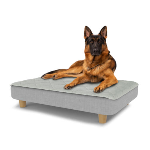 Dog sitting on a large Topology dog bed with quilted topper and wooden round feet