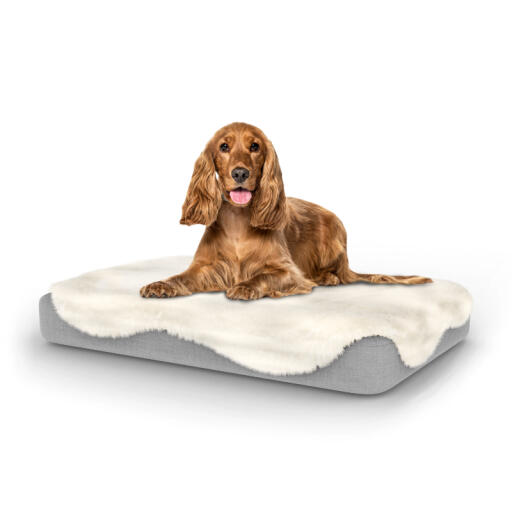 Dog sitting on medium Topology dog bed with sheepskin topper