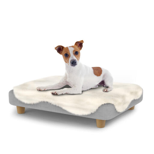 Dog sitting on a small Topology dog bed with sheepskin topper and wooden round feet