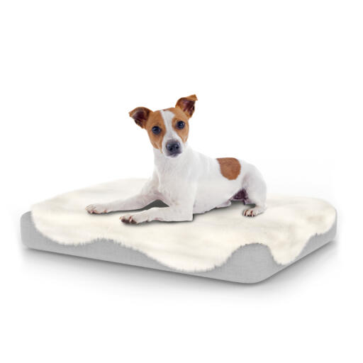Dog sitting on small Topology dog bed with sheepskin topper