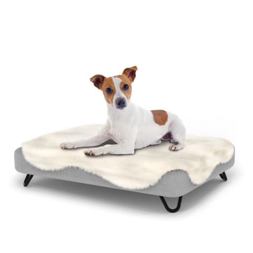 Dog sitting on a small Topology dog bed with sheepskin topper and black metal hairpin feet