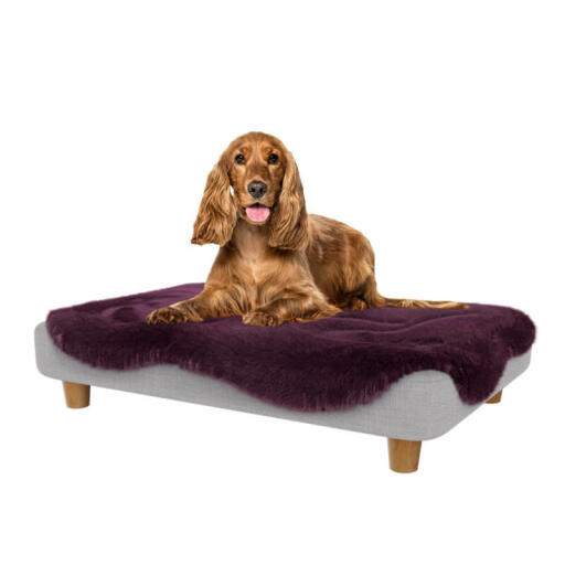 Cocker in the medium Topology dog bed