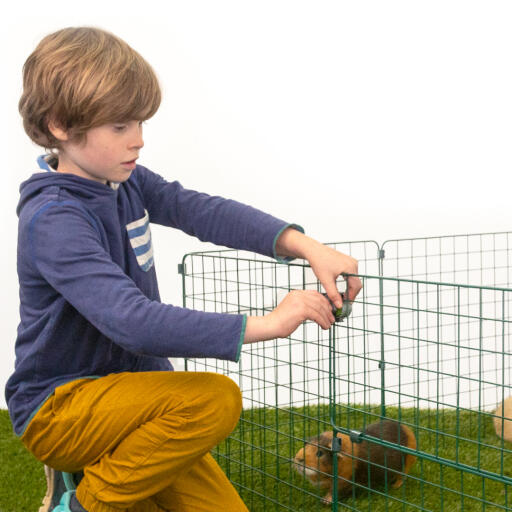 A young boy putting a Zippi lock on to a guinea pig Zippi run