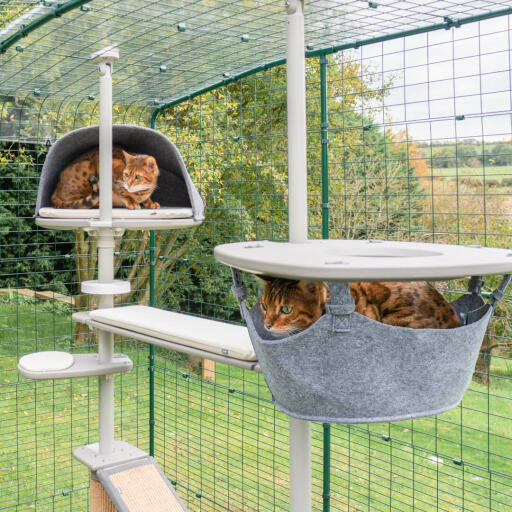 Cat online jungle gym