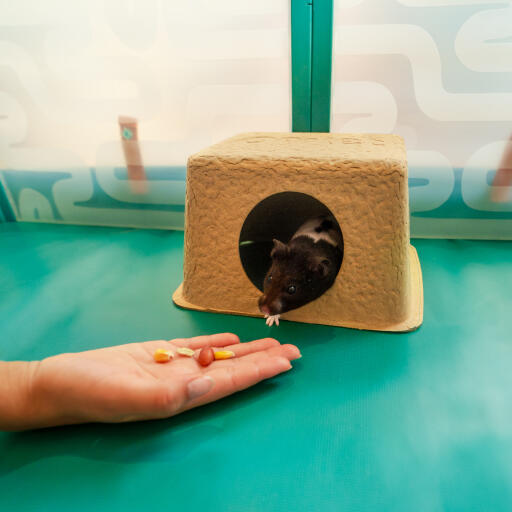 Rodent playpen outlet