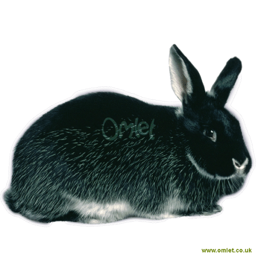 Black silverfox rabbit