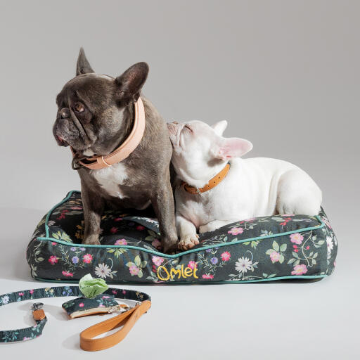 Bulldogs in a designer small cushion dog bed