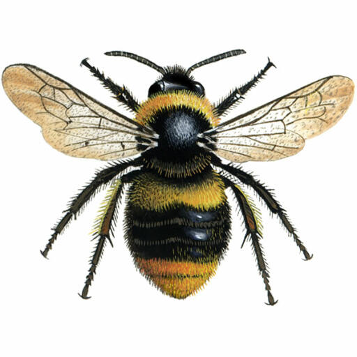 Bumblebee - early - bombus pratorum