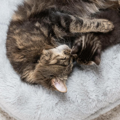 Cat test