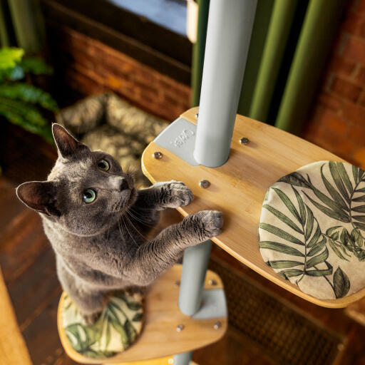 Cat jumping up the steps on an indoor Freestyle cat tree