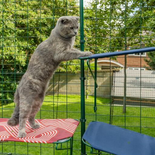 Cat climbing from red outdoor cat shelf onto blue outdoor cat shelf in Omlet catio