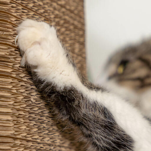 Cat scratching a modern cardboard scratching post