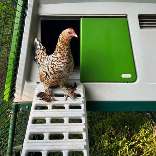 Hens using the new chicken coop ladder for the Omlet Eglu Cube