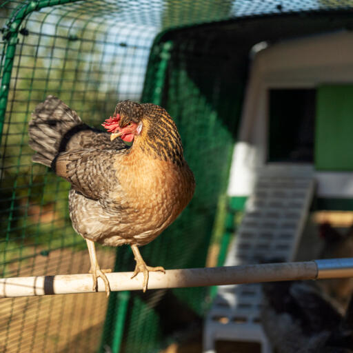 Chicken perch for poultry run