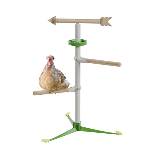 Chicken in the free standing  perch system kit