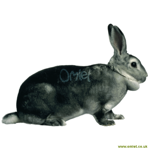 Chinrex rabbit