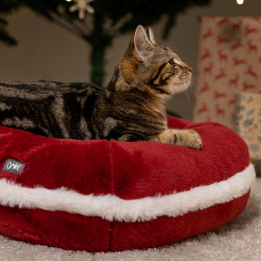 Kitten in the Omlet christmas cat bed