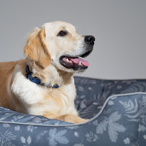 Close up of a Golden retriever in an Omlet nest bed in the forest fall pattern