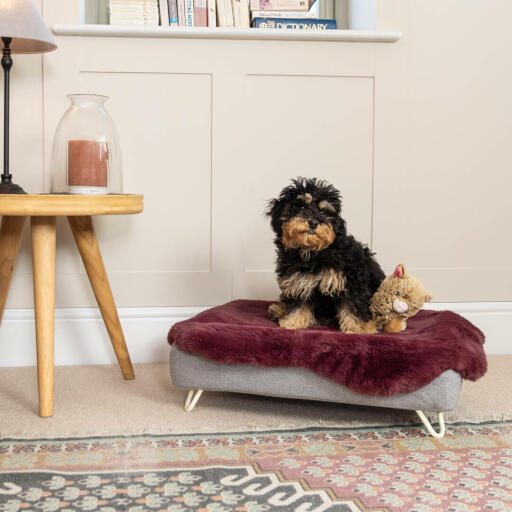 Cockapoo in the Luxury memory foam Topology dog bed
