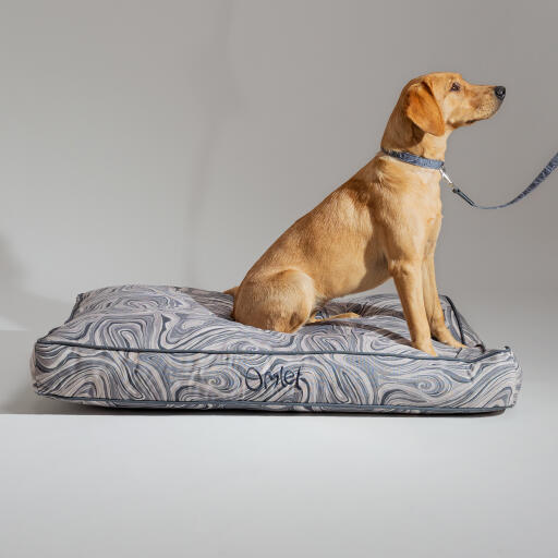 Dog in a designer cushion dog bed with matching collar and lead in contour grey design
