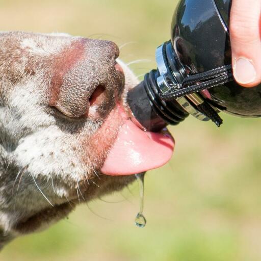 Close up of dog licking water from dog water bottle