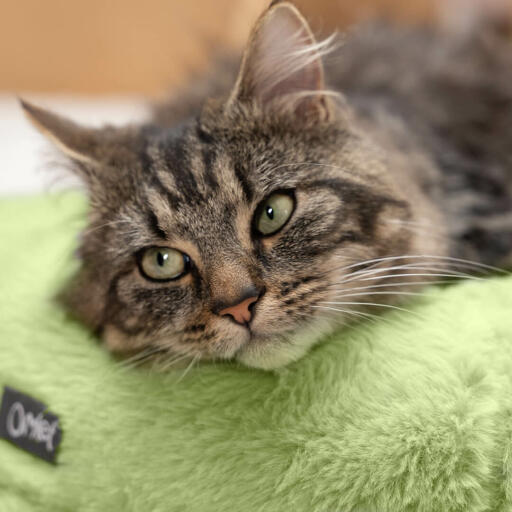 Cat test