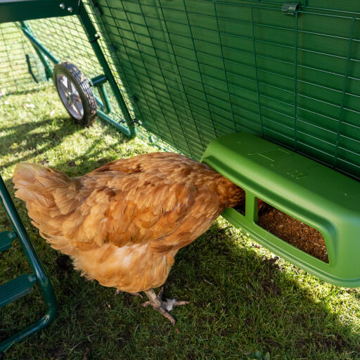 Chicken eating inside the run cover for Eglu Go up chicken coop