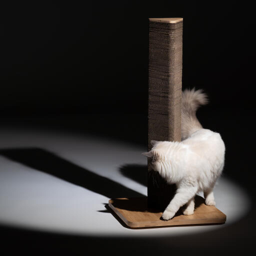 Fluffy white cat circling tall Stak scratcher