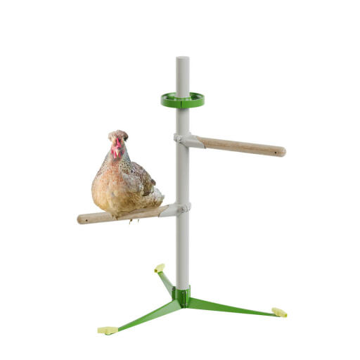 Chicken in the free standing  perch system spring kit