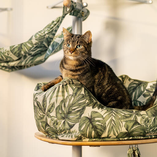 Cat in a nest bed on an indoor cat tree platform