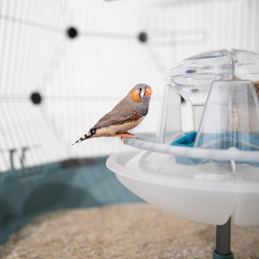 Geo bird cage feeder and drinker