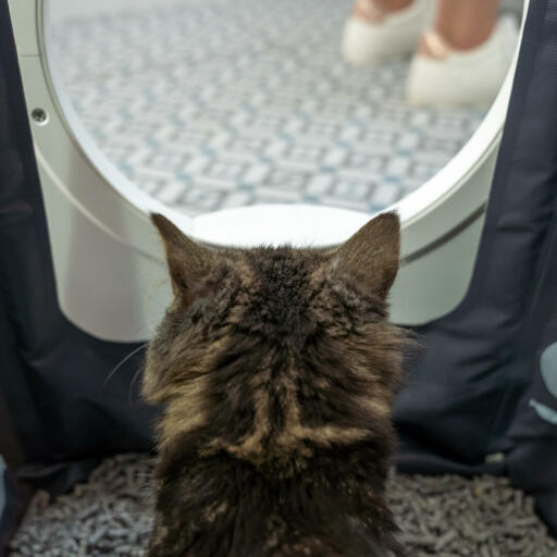 Cat sitting in Maya cat litter box furniture getting privacy