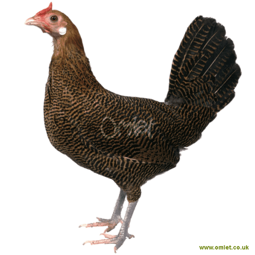 Gold pencilled female