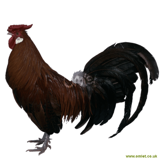 Gold pencilled male