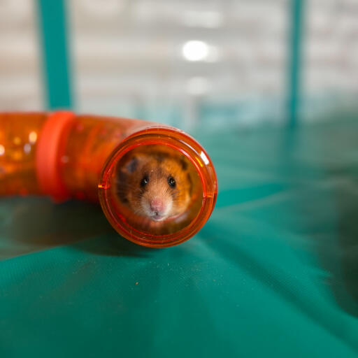 Omlet customisable hamster tunnels are the perfect toy for a playpen