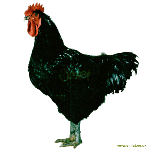 Jersey chickens deals jackson nj