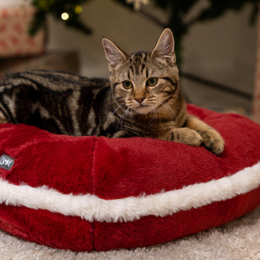 Kitten in the Omlet christmas cat bed