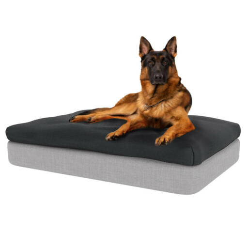 Dog Sitting on Large Topology Memory Foam Dog Bed with Charcoal Grey Beanbag Topper